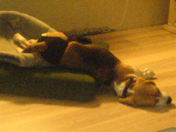 Beagle Nala - Det er et hårdt hundeliv billede 11