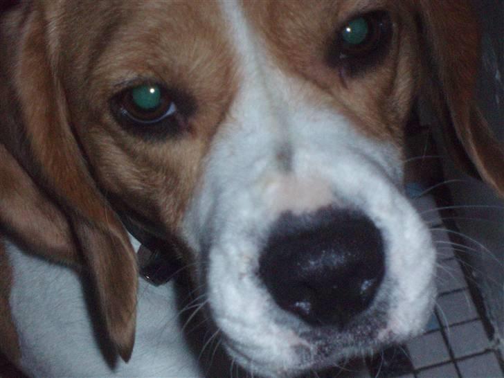 Beagle Nala - Er jeg på nu?? billede 12