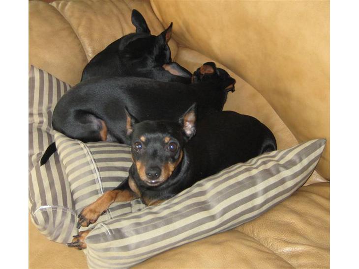 {{currentPhoto.altText}} billede {{currentPhoto.number}}