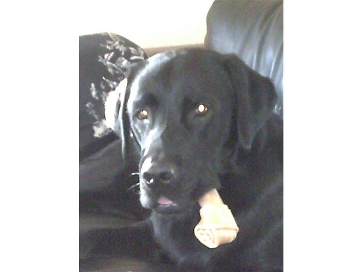 Labrador retriever Simba - Hejsa. Uha, jeg må hellere passe på mit ben her !!!!! billede 1