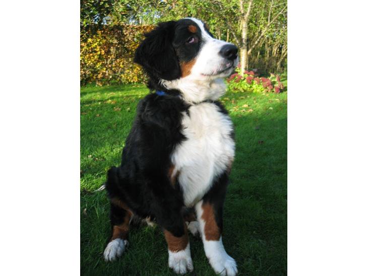 {{currentPhoto.altText}} billede {{currentPhoto.number}}