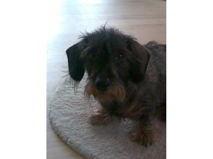 {{currentPhoto.altText}} billede {{currentPhoto.number}}