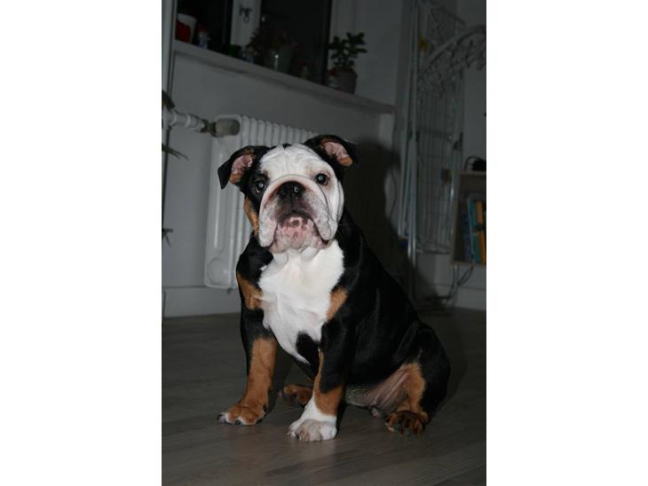Engelsk bulldog Qupios Suprice Mille billede 1