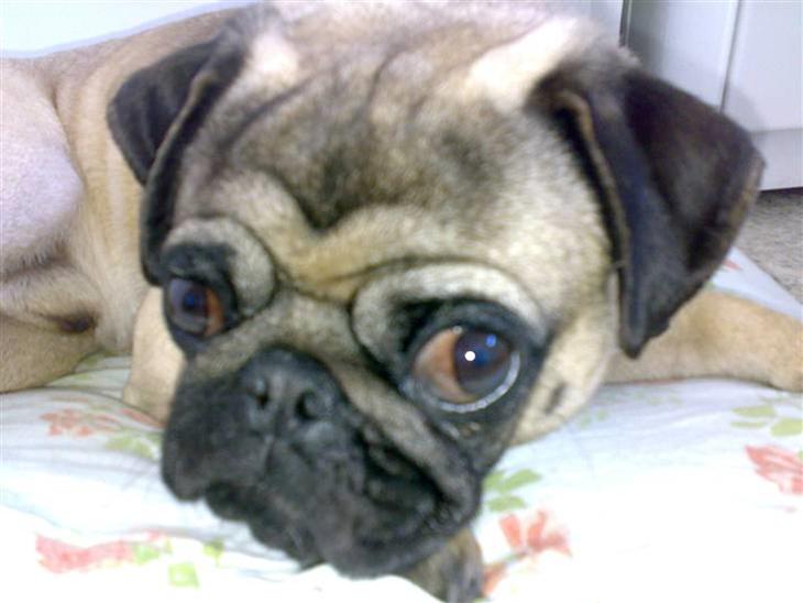 {{currentPhoto.altText}} billede {{currentPhoto.number}}