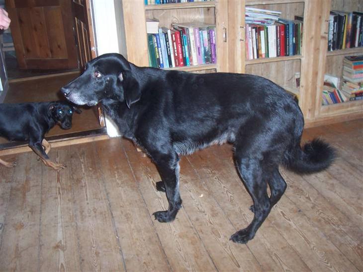 Blanding af racer Meeko R.I.P.  billede 1