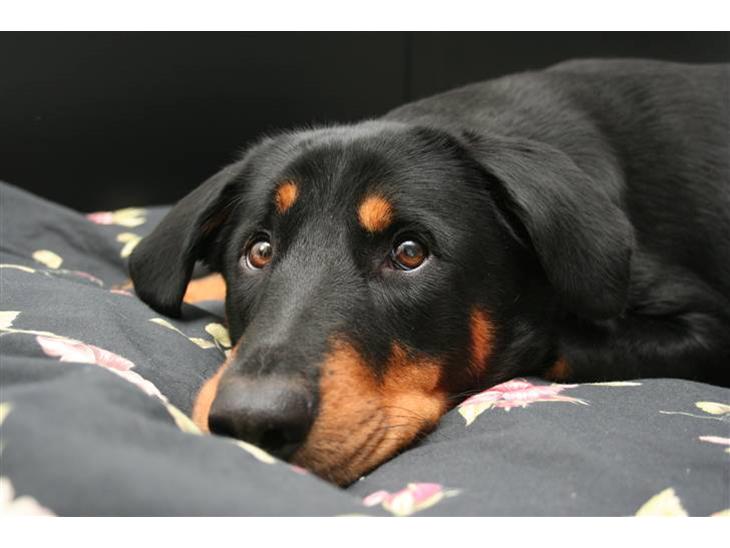 Blanding af racer Dobermann / Rotweiler  billede 1