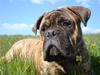 Bullmastiff Bullbjerggårds Bosco