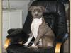 Amerikansk staffordshire terrier Ditte