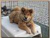 Eurasier alpha