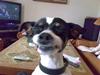 Dansk svensk gaardhund snoopy