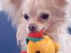 Chihuahua Kaiser [ Himmelhund]