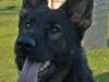Schæferhund Diego [Tidl. hund]