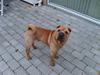 Shar pei Enzo