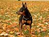 Dvaergpinscher mini