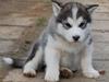Alaskan malamute Moonsongs DreamBlue Fargo
