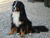 Berner sennenhund Nadia - (død 2007) [ Himmelhund]