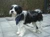 Tibetansk terrier Oscar