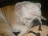 Engelsk bulldog Victor