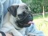 Mops Berta