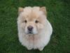 Chow chow Mille