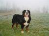 Berner sennenhund Santos