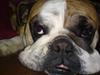 Engelsk bulldog Ottilie [ Himmelhund]