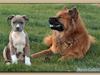 Amerikansk staffordshire terrier Afroditte