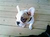 Fransk bulldog Eddie