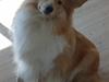 Shetland sheepdog Shelty * R.I.P *