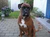 Boxer Bosse  savner dig :/