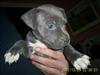 Amerikansk staffordshire terrier Solgt:( Malou