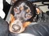 Rottweiler Teizon *R.I.P.* 2008