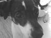 Dansk svensk gaardhund Jønne [Tidl. hund]