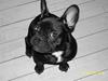 Fransk bulldog Pumba [Tidl. hund]