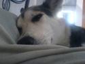 Blanding af racer Laika