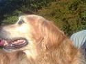 Golden retriever Rocky Hektor           Du er elsket og savnte skat