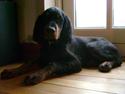 Gordon setter Wøkks Aiko