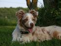 Border collie Gjerulff BS After Eight