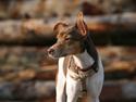 Dansk svensk gaardhund Charlie 10/04 R.I.P