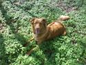 Nova scotia duck tolling retriever Laura