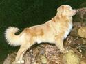 Nova scotia duck tolling retriever Marquis R'I'P