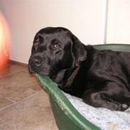 Labrador retriever Mikkel