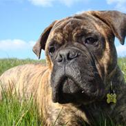 Bullmastiff Bullbjerggårds Bosco
