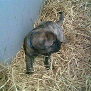 Bullmastiff Bullbjerggårds Bosco