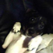 Dansk svensk gaardhund Hanibal
