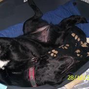 Blanding af racer tasja