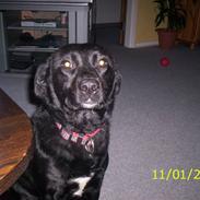 Blanding af racer tasja