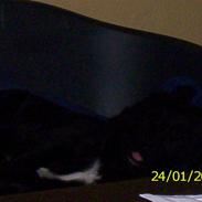 Blanding af racer tasja