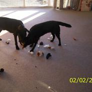 Blanding af racer tasja