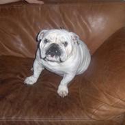 Engelsk bulldog Winston